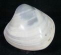 Polished Fossil Clam - Medium Size #9538-2